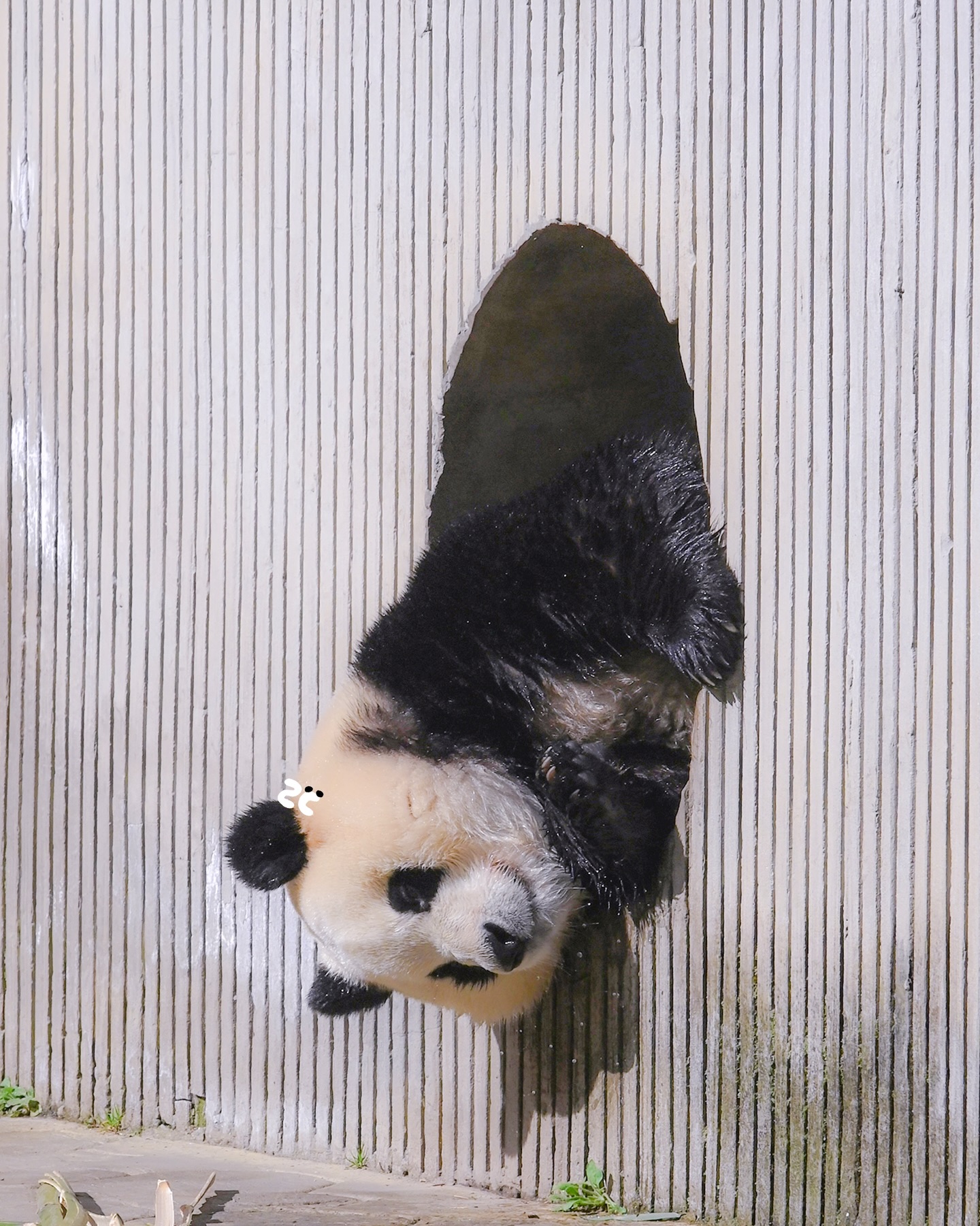[잡담] 세탁기에서 나오는 푸바오 | 인스티즈
