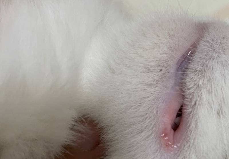 [잡담] 고냠이 집사들아 이거 병원 가야할까????🐈🐈🐈 | 인스티즈