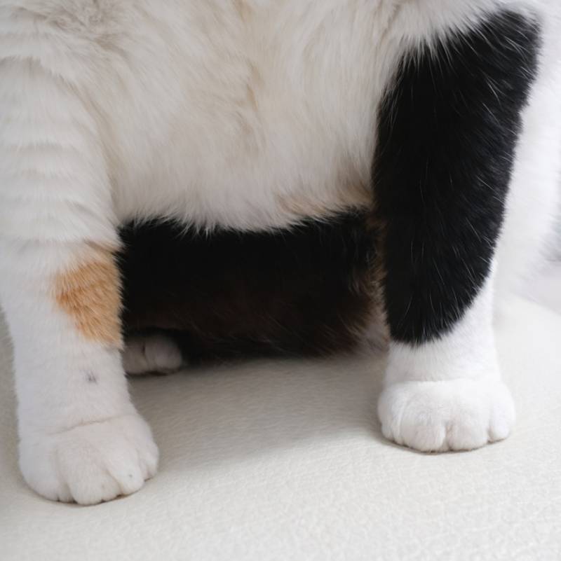 [잡담] 우리 고양이 솜방망이랑 배 봐봐ㅠㅠzzzz | 인스티즈