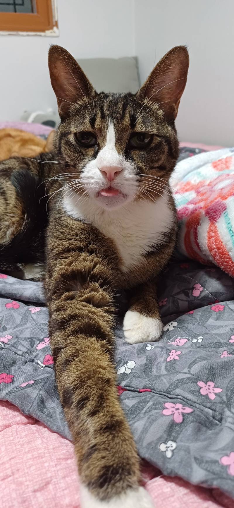 [잡담] 와중에 우리집 고양이 혓바닥 집어넣는거 까먹음 | 인스티즈