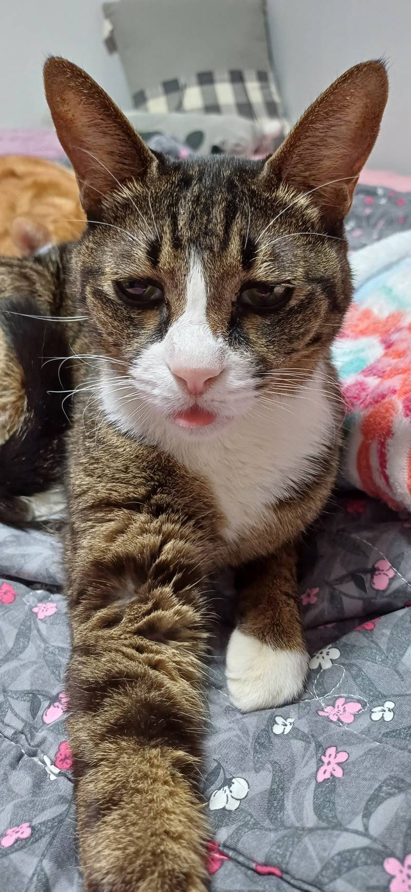 [잡담] 와중에 우리집 고양이 혓바닥 집어넣는거 까먹음 | 인스티즈