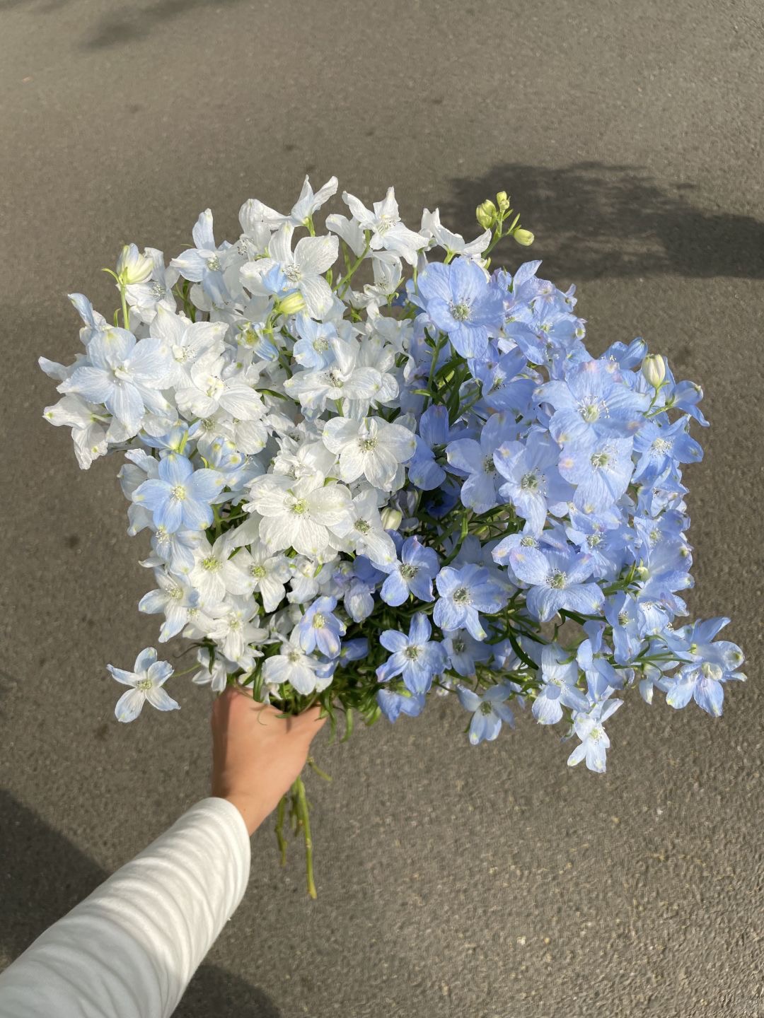 [잡담] 델피늄 너무 좋아 너무 예뻐 | 인스티즈