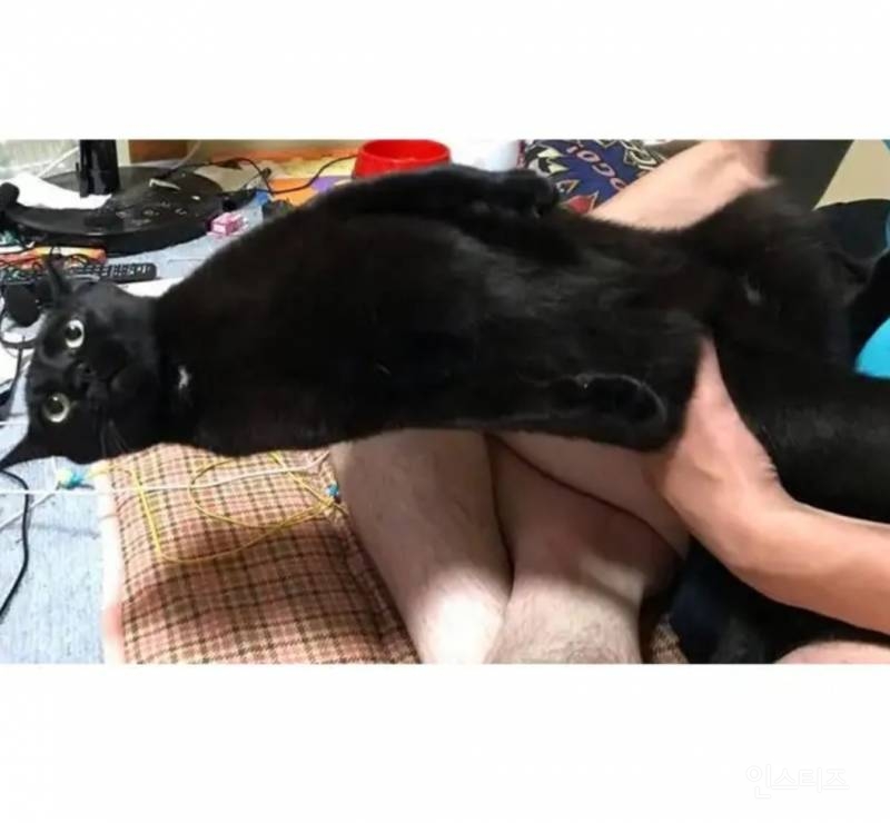 집사한테 절대 안기기 싫은 고양이.jpg | 인스티즈