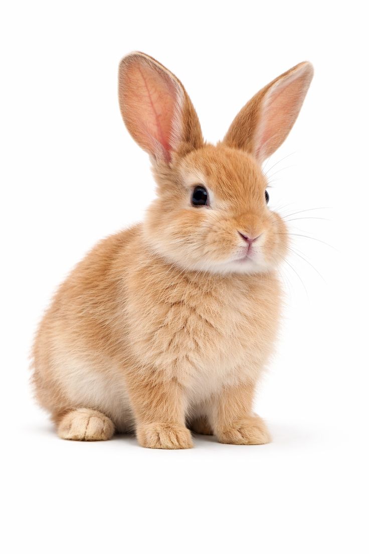 [잡담] 시온이랑 도영이 토끼 닮았다고 하잖아 | 인스티즈