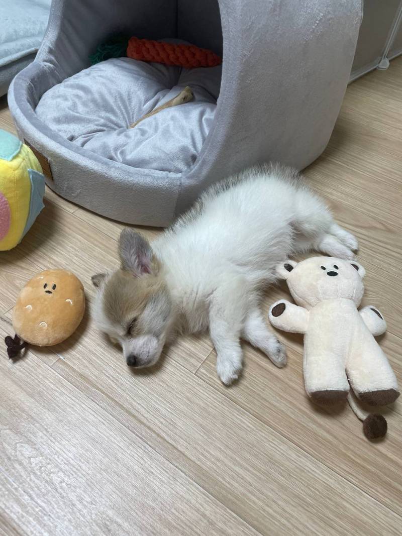 [잡담] (충격) 민들레 강아지 실존 | 인스티즈