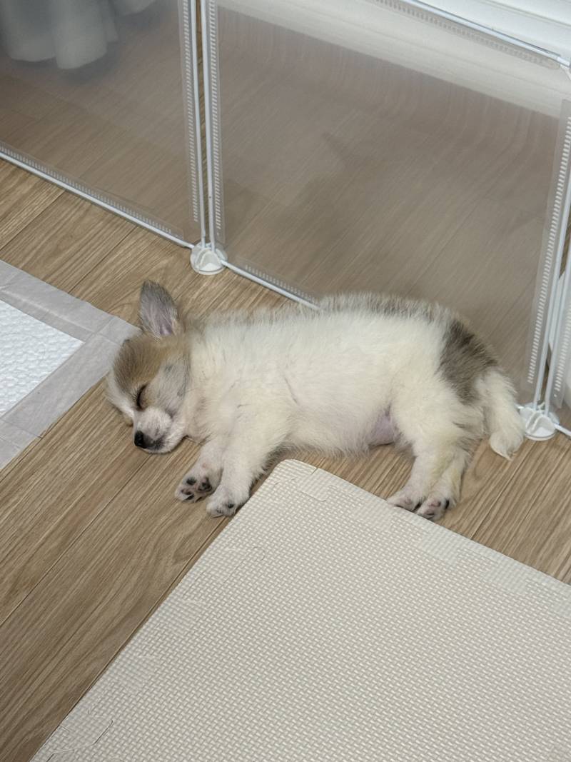 [잡담] (충격) 민들레 강아지 실존 | 인스티즈
