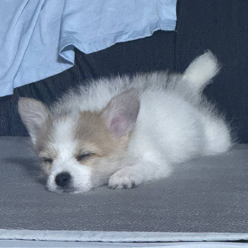 [잡담] (충격) 민들레 강아지 실존 | 인스티즈