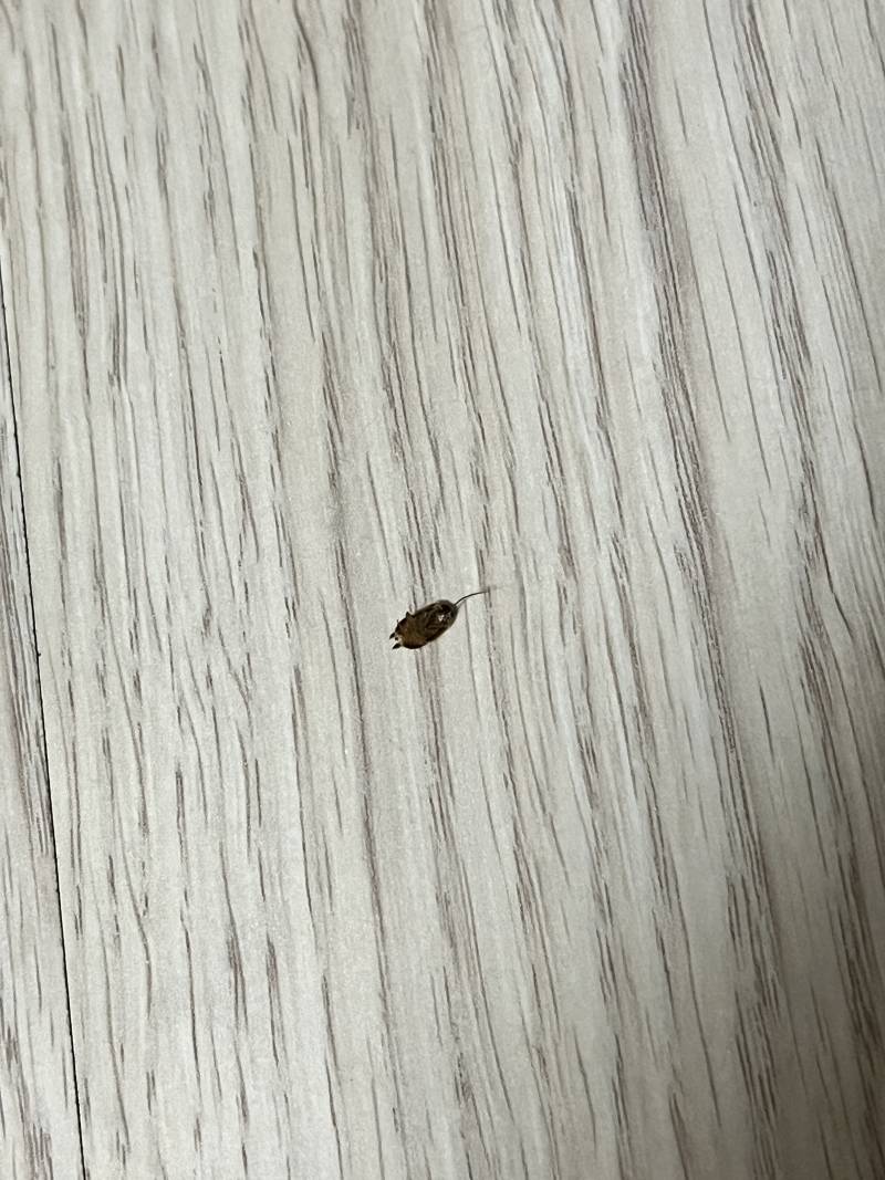 [잡담] 이거 바퀴벌레야…? 엄청 작긴 한데 혐오주의 ㅠ | 인스티즈
