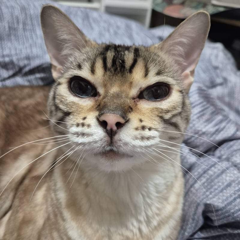 [잡담] 고양이 하품 하는 사진 | 인스티즈