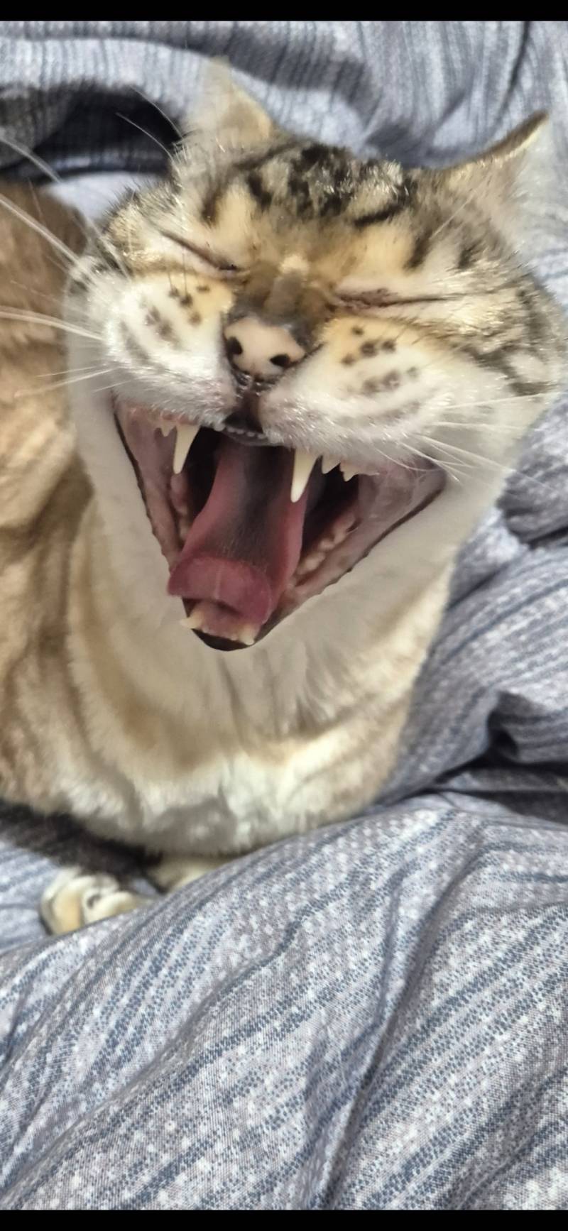 [잡담] 고양이 하품 하는 사진 | 인스티즈
