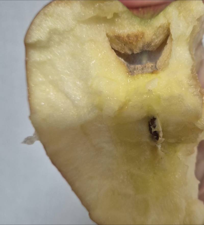 [잡담] 하...... 사과 먹는데 이렇게 되어있음 | 인스티즈