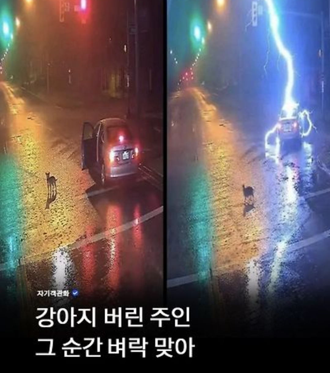[잡담] 강아지 버린 사람 벼락맞음 | 인스티즈