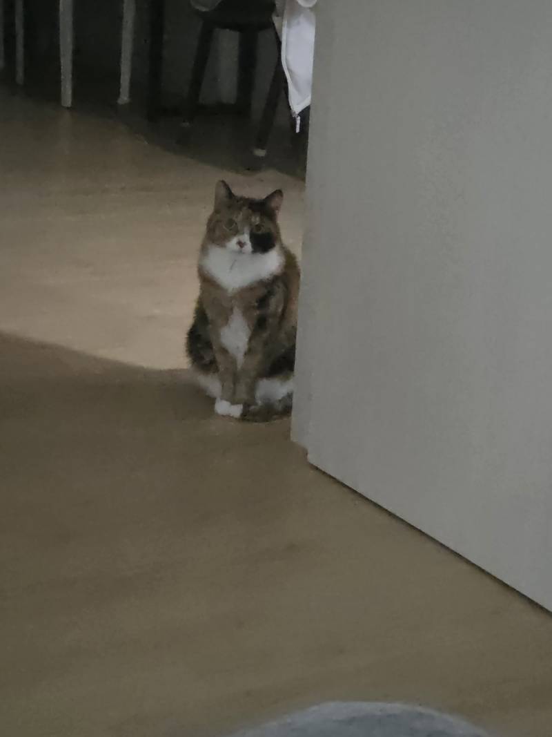 [잡담] 우리 고양이 왜이럴까? | 인스티즈