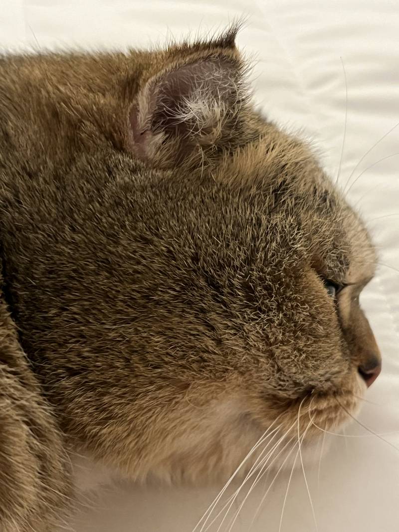[잡담] 얘들아 우리집 고양이 간식이 블루베리 향 나는 닭안심살인뎅 | 인스티즈