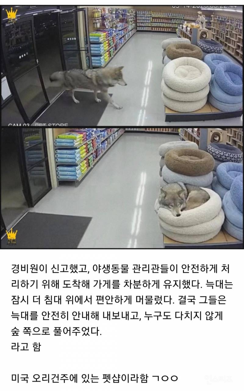 잠깐 쉬어가고 싶었던 야생 늑대.jpg | 인스티즈