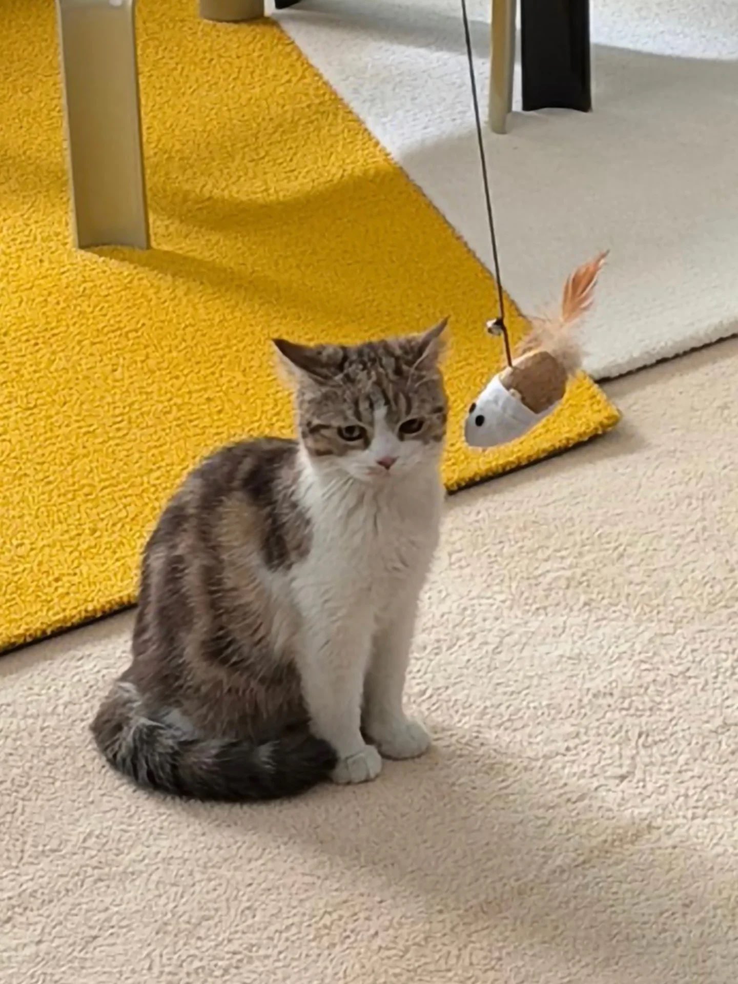 [잡담] 260312 김연아 인스타 🐶🐱🥲❤️ | 인스티즈
