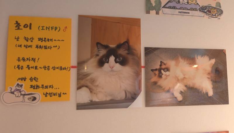 [잡담] 오늘 고양이가 운영하는 만화카페 다녀왔어 🐱 | 인스티즈
