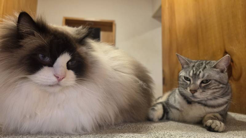 [잡담] 오늘 고양이가 운영하는 만화카페 다녀왔어 🐱 | 인스티즈