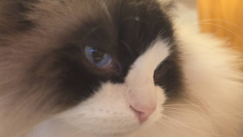 [잡담] 오늘 고양이가 운영하는 만화카페 다녀왔어 🐱 | 인스티즈