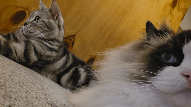 [잡담] 오늘 고양이가 운영하는 만화카페 다녀왔어 🐱 | 인스티즈