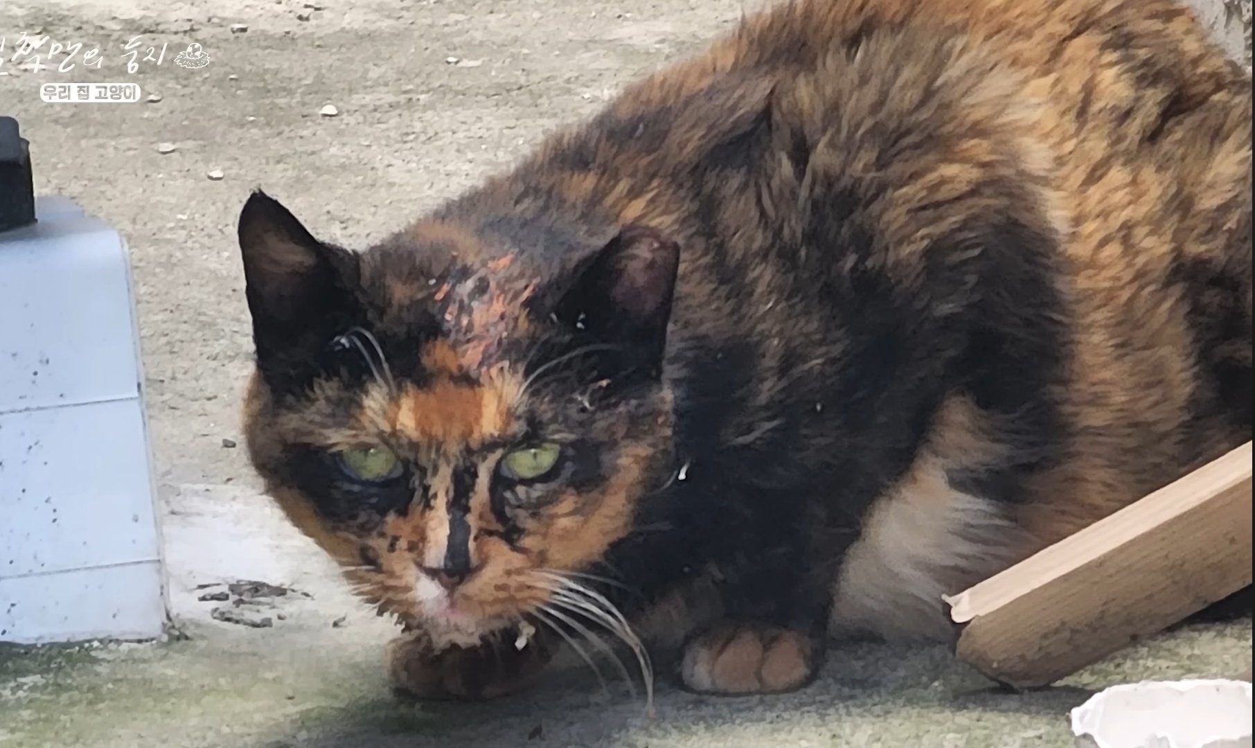 [잡담] 맛피자가 입양한 길냥이 잘 자란거 봐 | 인스티즈