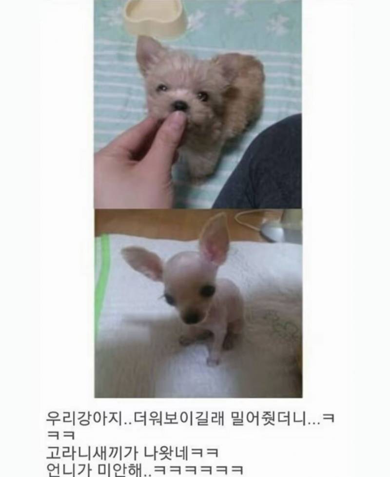 [잡담] 어떻게 강아지가 메추리알??? | 인스티즈