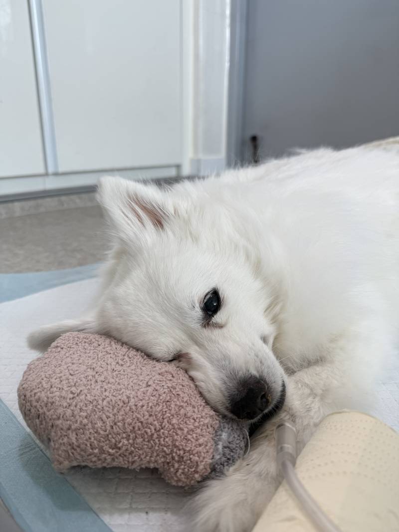 [잡담] 얘들아.우리 강아지 오늘 오전에 무지개다리 건넜어.. | 인스티즈