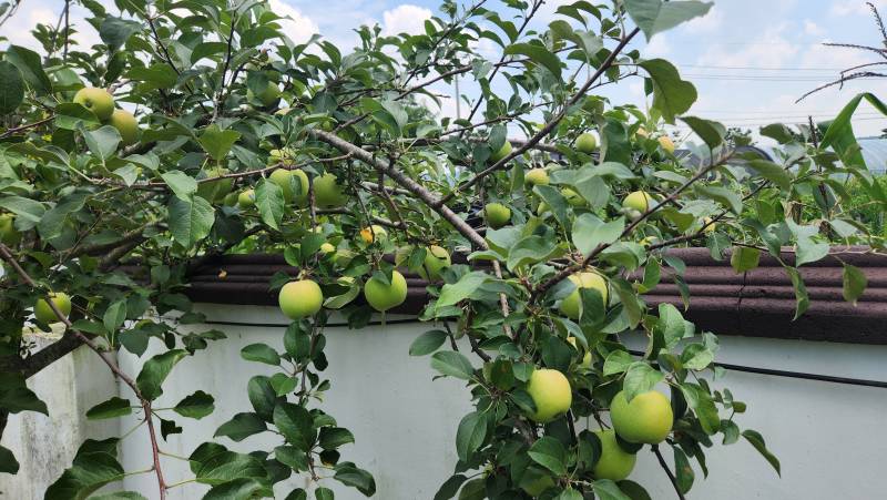 [잡담] 내가 키운 사과 보고갈래? | 인스티즈