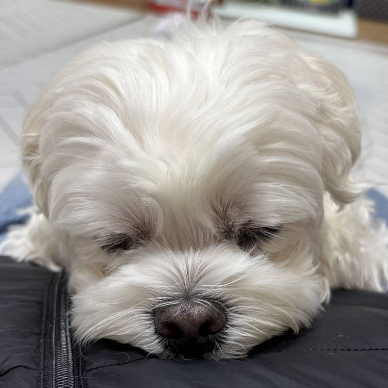 [잡담] 이 강아지 입에 넣으면 안되지???! | 인스티즈