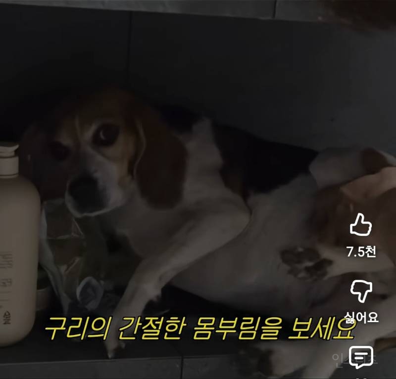 현실고증 제대로인 강아지 목욕시킬때.jpg | 인스티즈