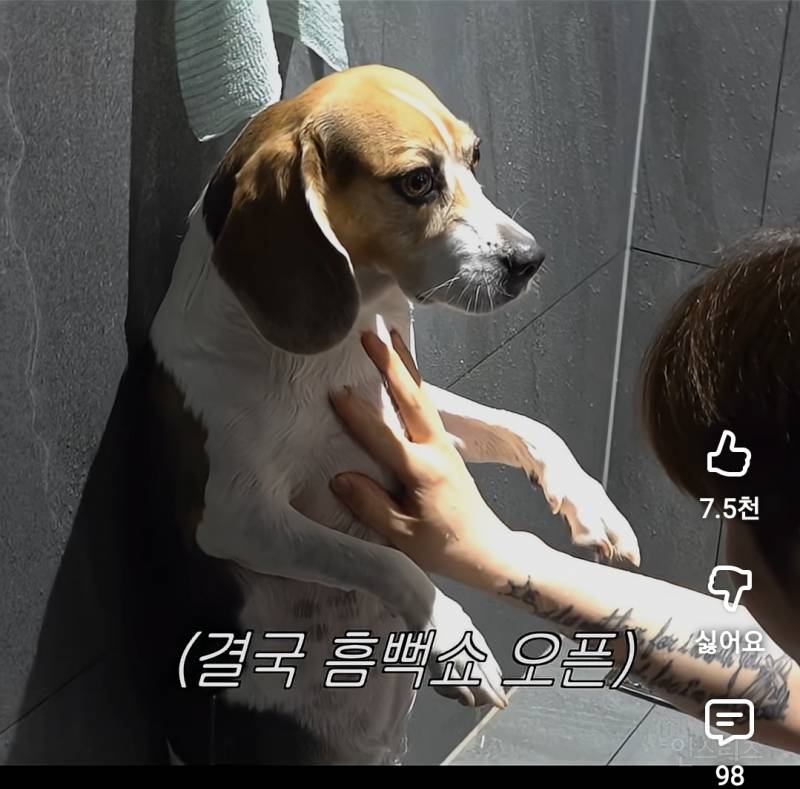 현실고증 제대로인 강아지 목욕시킬때.jpg | 인스티즈
