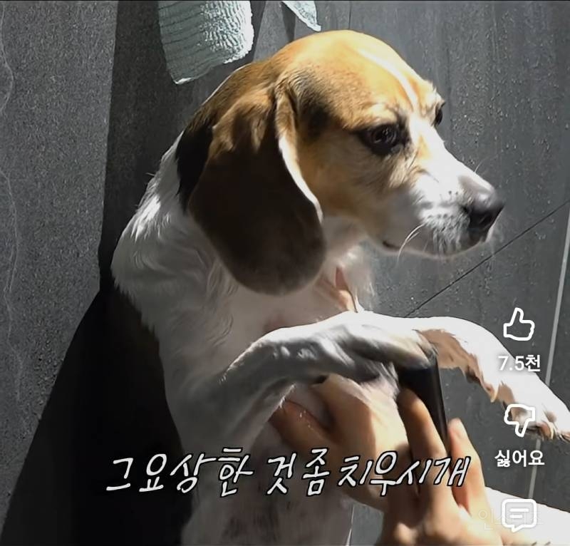 현실고증 제대로인 강아지 목욕시킬때.jpg | 인스티즈