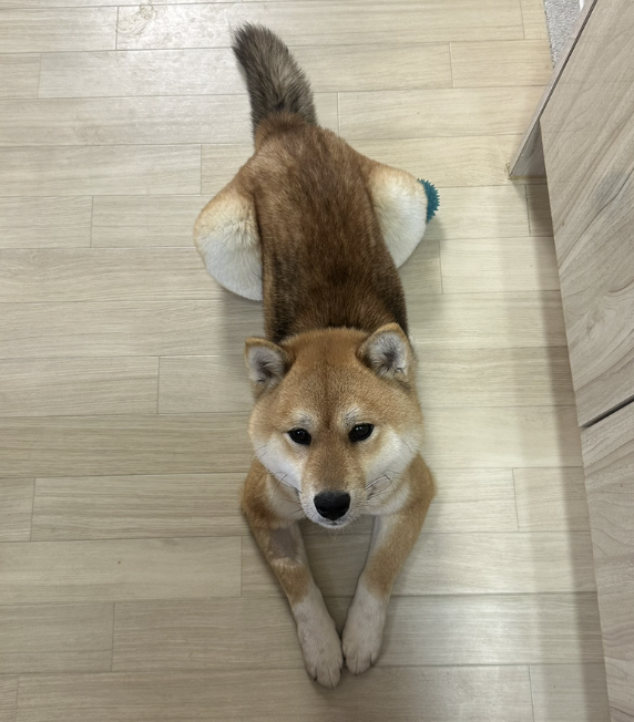 [잡담] 강아지 입양 홍보합니닷 시바견 포메 | 인스티즈