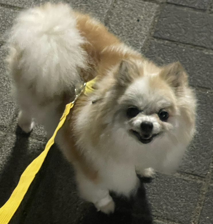 [잡담] 강아지 입양 홍보합니닷 시바견 포메 | 인스티즈