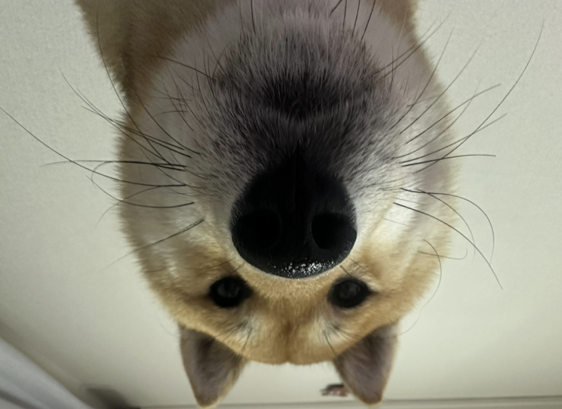 [잡담] 강아지 입양 홍보합니닷 시바견 포메 | 인스티즈
