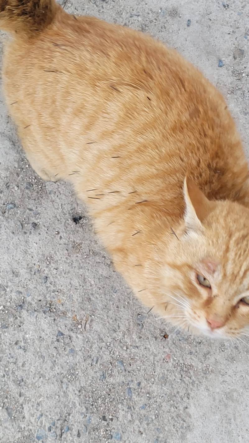 [잡담] 너네 고슴냥이 봄???? | 인스티즈