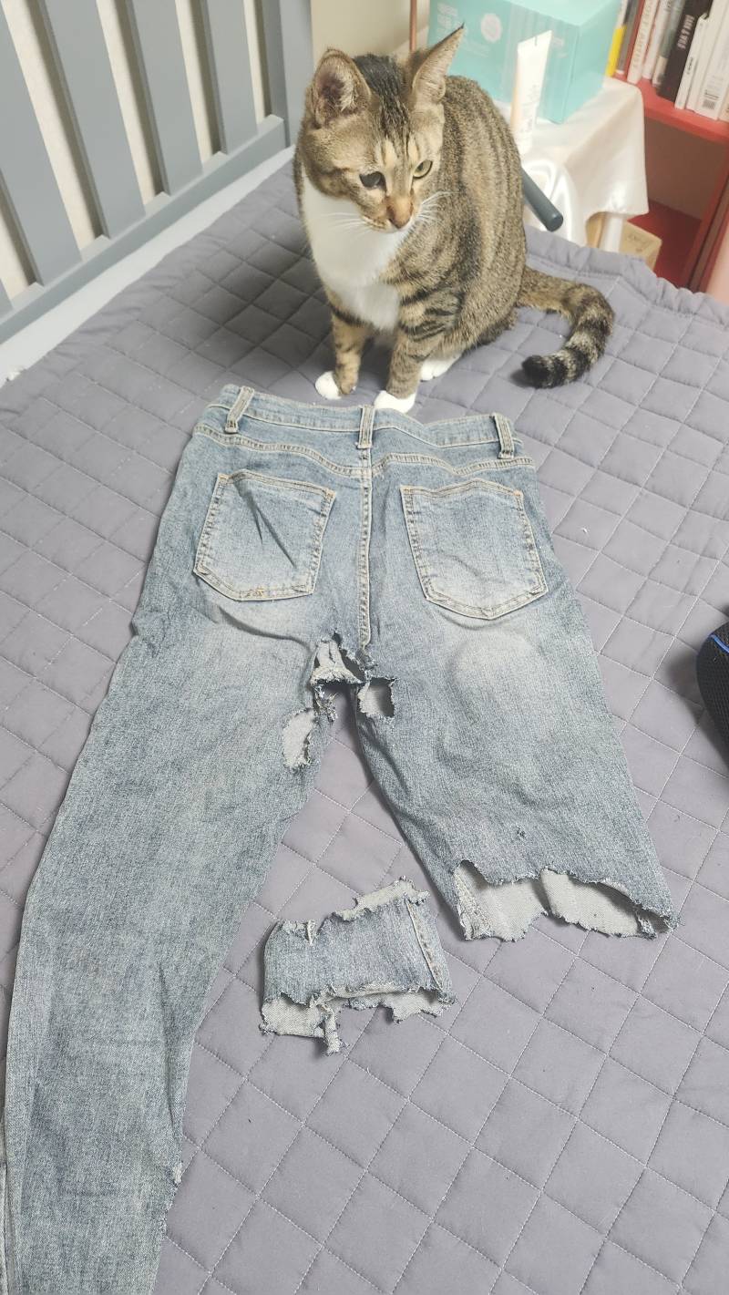 [잡담] ❤️ 🐱 우리 집 야옹이는 디자이너야 🐱 ❤️ | 인스티즈