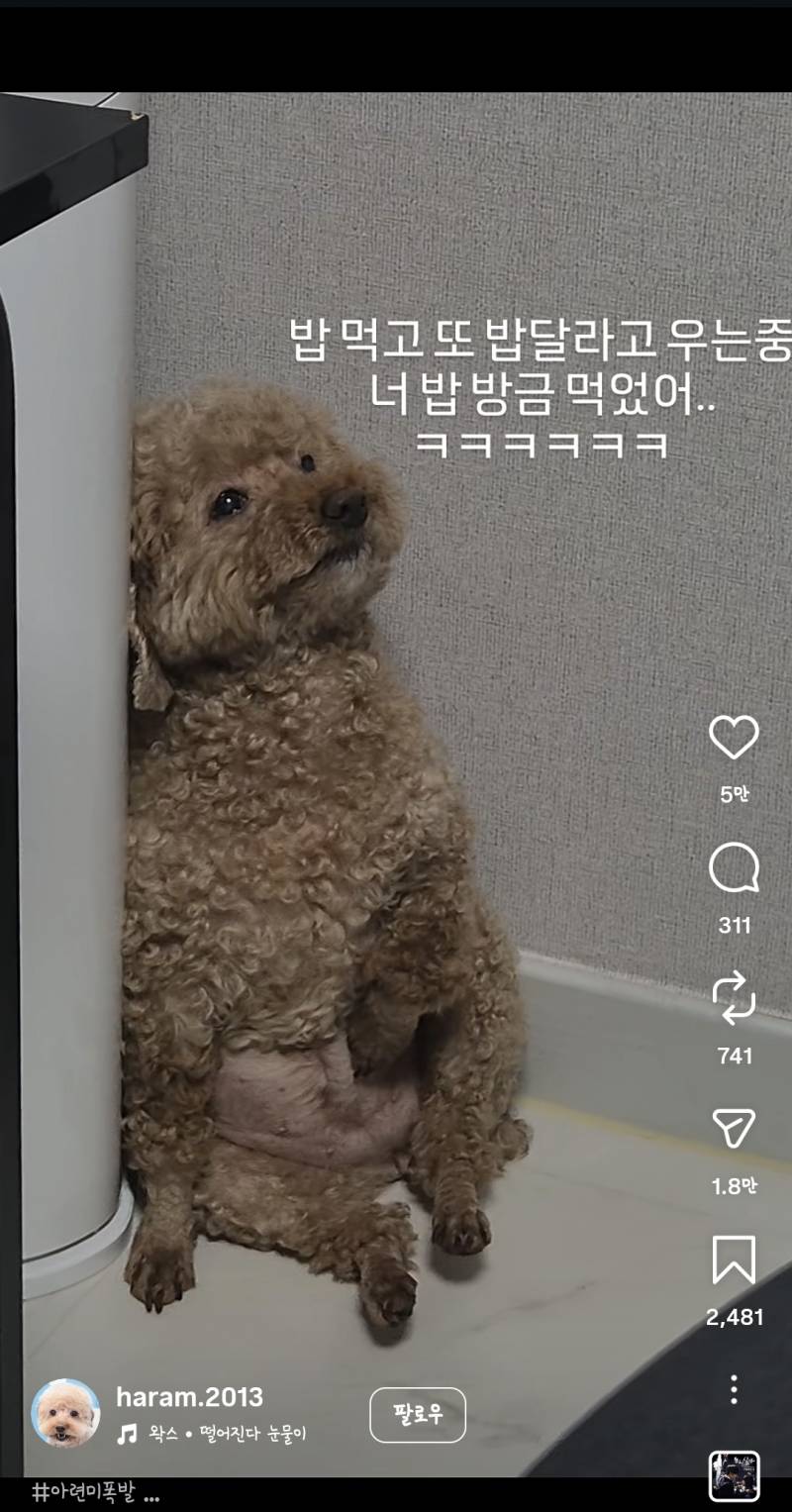 [잡담] 강아지 자세봐 ㅋㅋㅋㅋㅋㅋㅋㅋㅋ | 인스티즈