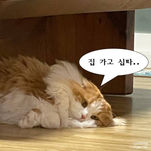 [잡담] 내 입 이거랑 똑같은데 무슨 시술 해야돼? | 인스티즈