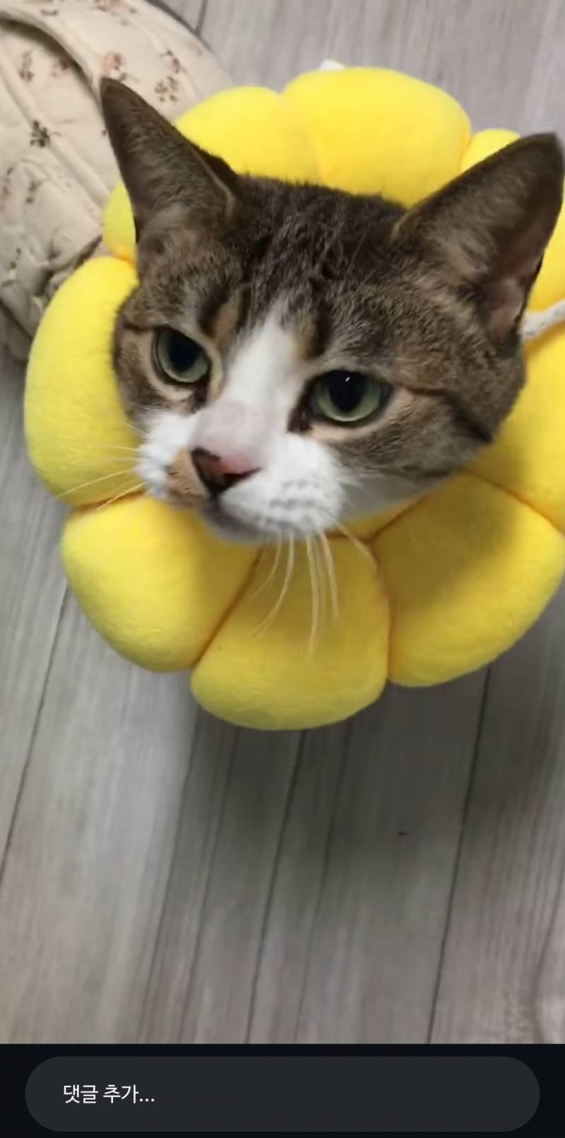[잡담] 고양이는 진짜 귀여울라고태어난거맞다... | 인스티즈
