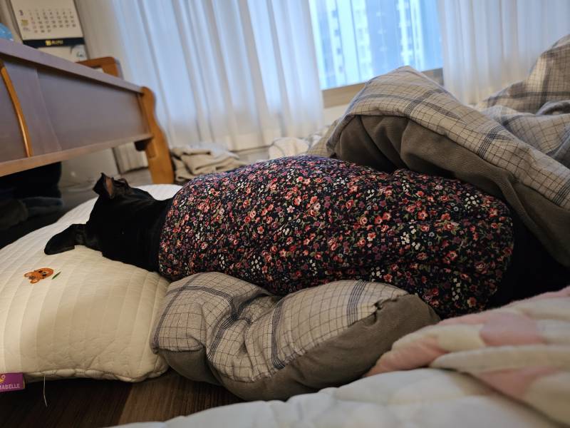 [잡담] 강아지가 내 베개,이불 강탈했음.... | 인스티즈