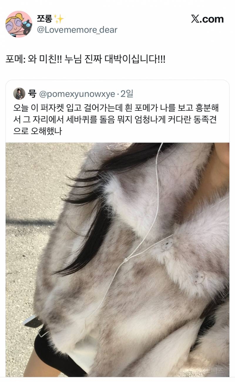 오늘 이 퍼자켓 입고 걸어가는데 흰 포메가 나를 보고 흥분해서 | 인스티즈