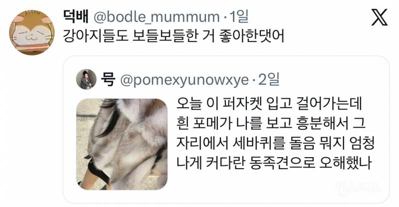 오늘 이 퍼자켓 입고 걸어가는데 흰 포메가 나를 보고 흥분해서 | 인스티즈