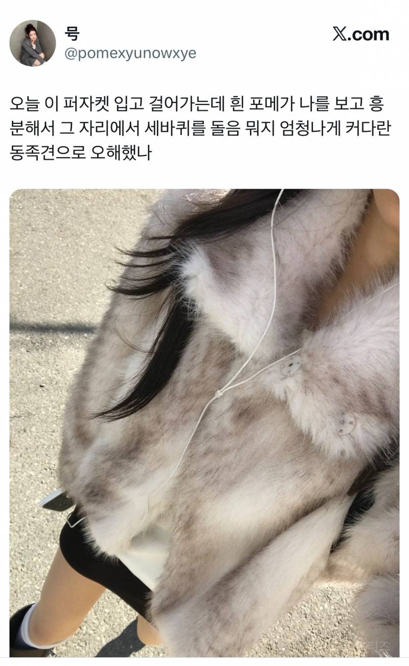 오늘 이 퍼자켓 입고 걸어가는데 흰 포메가 나를 보고 흥분해서 | 인스티즈
