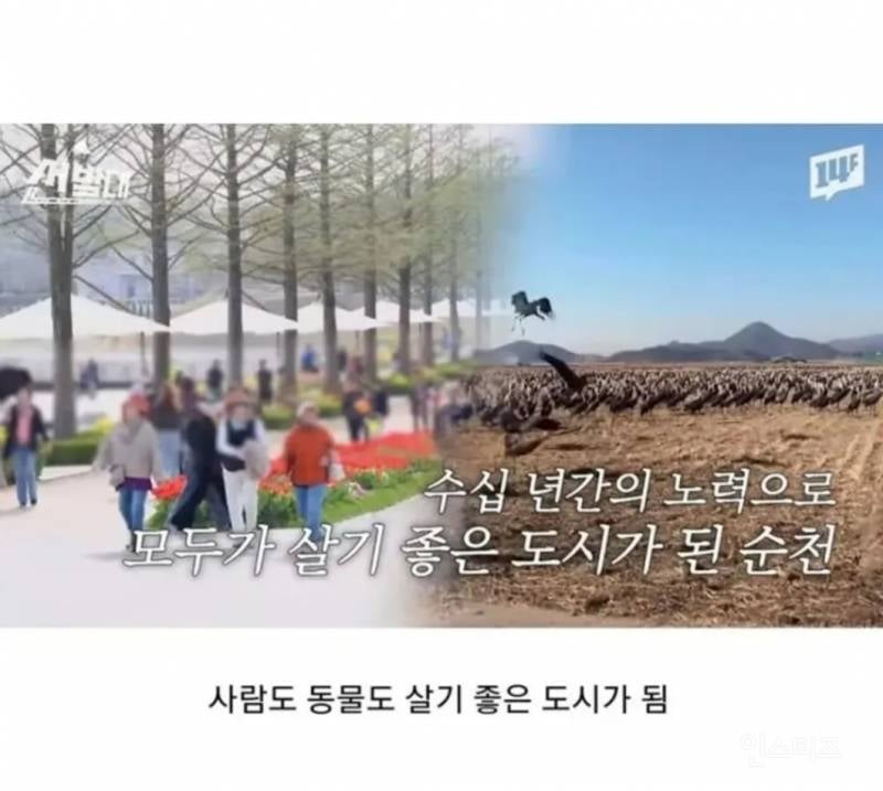 순천에서 전봇대 수백개를 다 뽑아버린 이유.jpg | 인스티즈