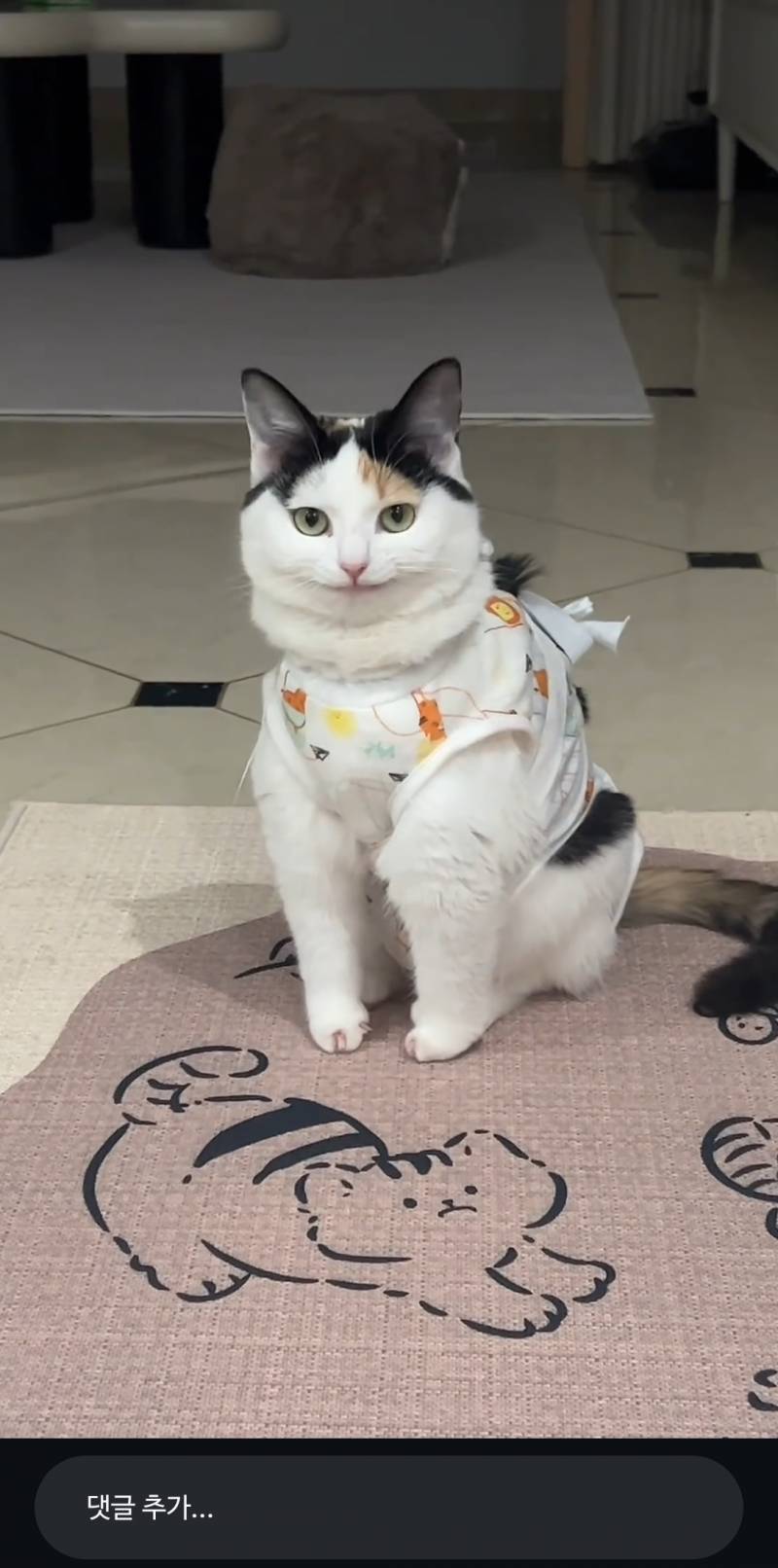 [잡담] 이고양이 ㄹㅇ 캐릭터같이생김 | 인스티즈
