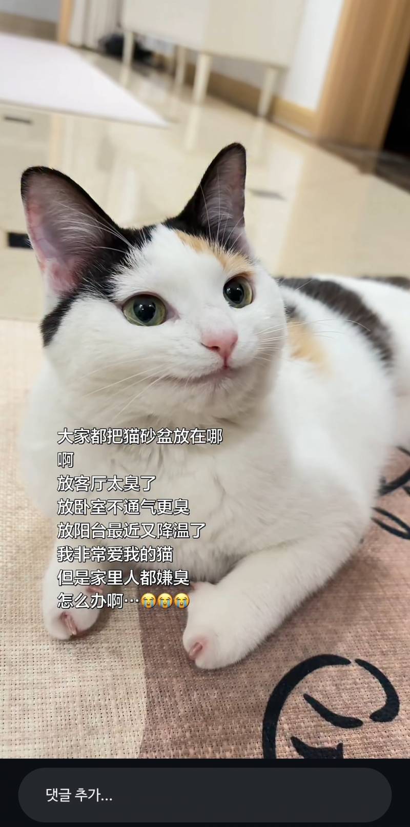 [잡담] 이고양이 ㄹㅇ 캐릭터같이생김 | 인스티즈