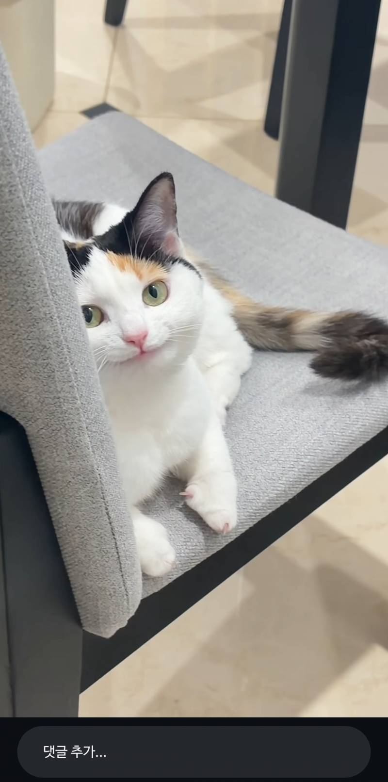 [잡담] 이고양이 ㄹㅇ 캐릭터같이생김 | 인스티즈