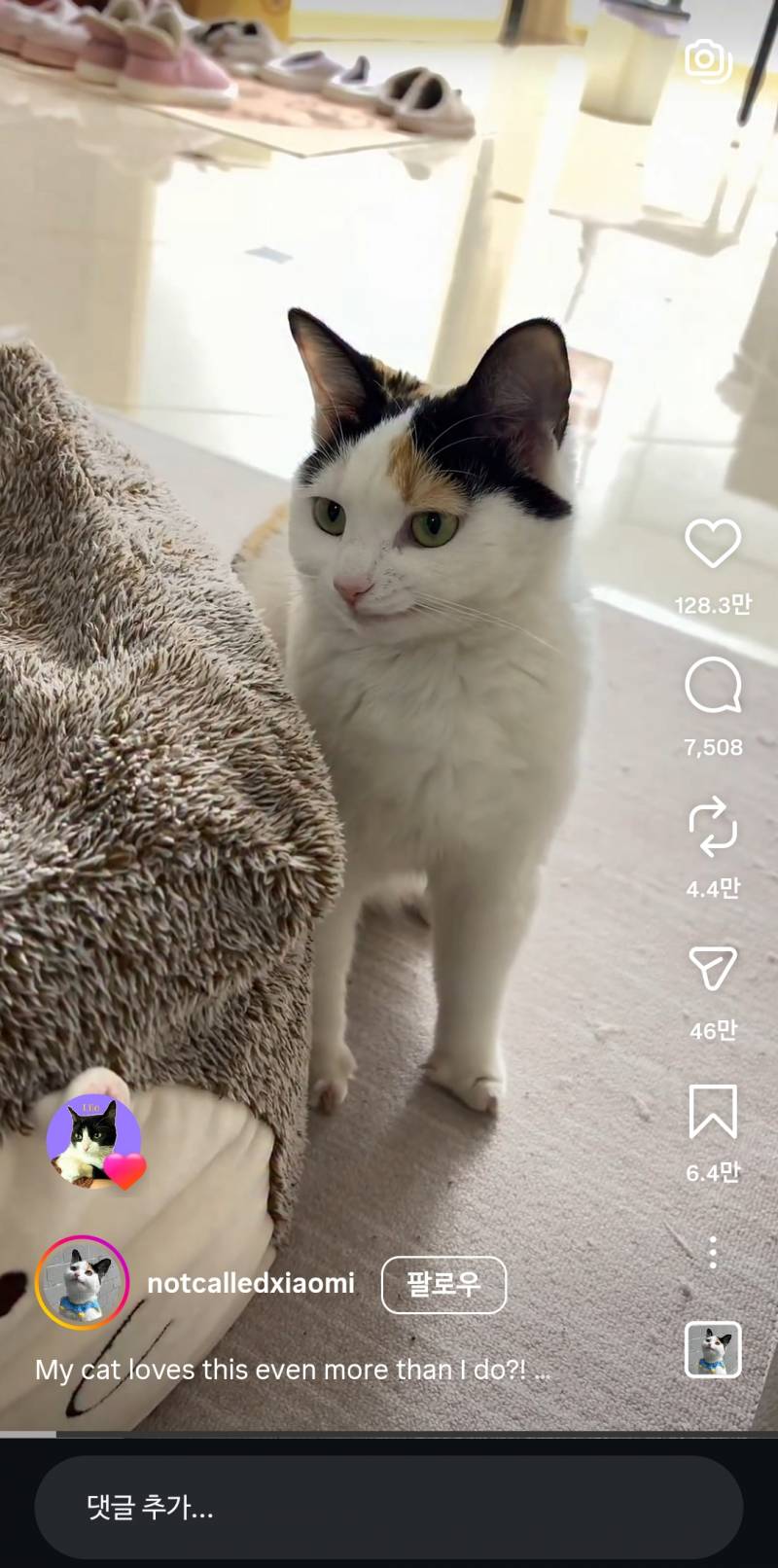 [잡담] 이고양이 ㄹㅇ 캐릭터같이생김 | 인스티즈