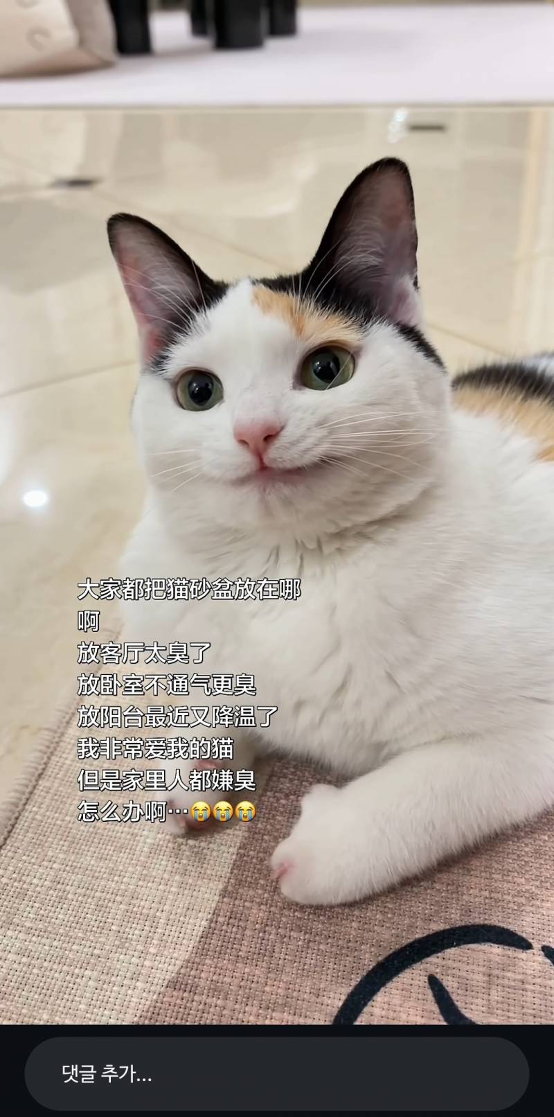 [잡담] 이고양이 ㄹㅇ 캐릭터같이생김 | 인스티즈